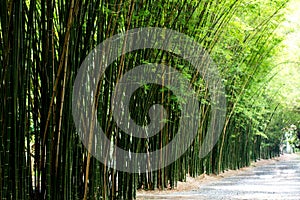 Landscape of bamboo tree in tropical rainforest