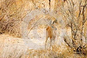 Landscape with Bamby