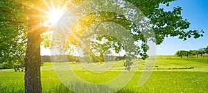 Landscape banner wide panoramic panorama background - Green meadow field and blue sky with bright sun and apple tree in the summer