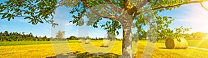 Landscape banner wide panoramic panorama background - Hay bales on a field and blue sky with bright sun and apple tree in the