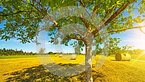 Landscape banner wide panoramic panorama background - Hay bales on a field and blue sky with bright sun and apple tree in the