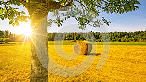 Landscape banner wide panoramic panorama background - Hay bales / straw bales on a field and blue sky with bright sun and apple