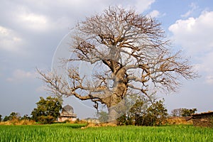 Landscape with Baobab. Mandu, India