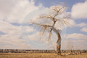 Landscape of a bare bent tree with a cloudy sky