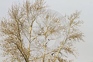 Landscape with a bare tree in early spring and the birds are rooks