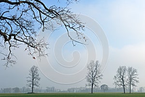 Landscape of Bare Trees