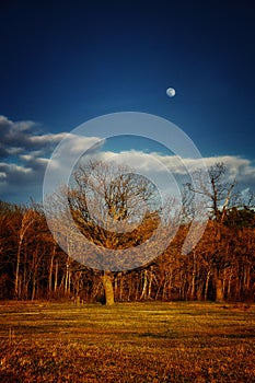 A landscape with bare trees, green grass, and a visible moon