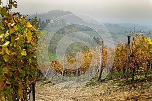 Landscape of Barolo wine region