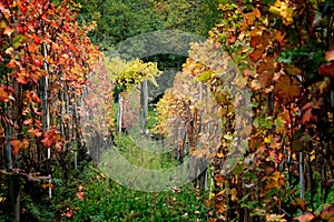 Landscape of Barolo wine region