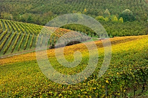 Landscape of Barolo wine region