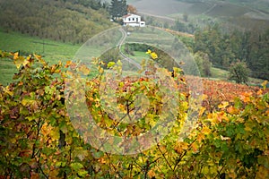 Landscape of Barolo wine region