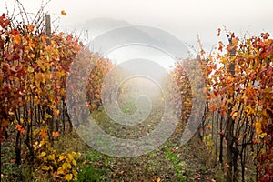Landscape of Barolo wine region photo