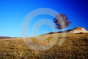 Landscape of Bashang Grasslands