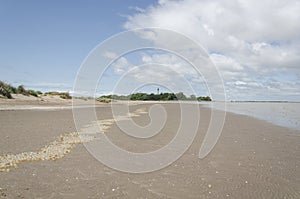 Landscape: beach with a row of black snail egg capsules, Adelomelon brasiliana