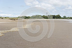 Landscape: beach with a row of black snail egg capsules, Adelomelon brasiliana photo