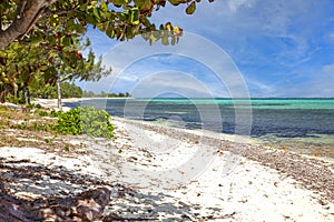 Landscape Beach Scene in the Cayman Islands