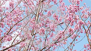 Landscape of beautiful cherry blossom park, pink Sakura flower tree against background of blue sky at Japan and Korea during