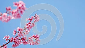 Landscape of beautiful cherry blossom, pink Sakura flower branch against background of blue sky at Japan and Korea during spring