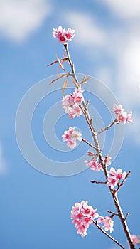 Landscape of beautiful cherry blossom, pink Sakura flower branch against background of blue sky at Japan and Korea during spring