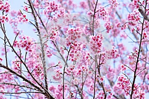 Landscape of beautiful cherry blossom, pink Sakura flower branch against background of blue sky at Japan and Korea during spring