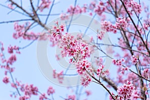 Landscape of beautiful cherry blossom, pink Sakura flower branch against background of blue sky at Japan and Korea during spring