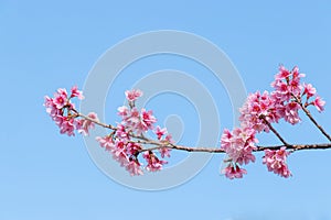 Landscape of beautiful cherry blossom, pink Sakura flower branch against background of blue sky at Japan and Korea during spring