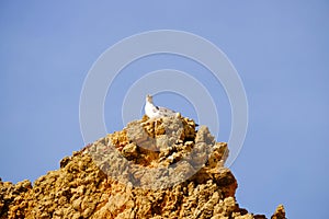 Landscape with a beautiful cliff and a gull in Algarve, Portugal