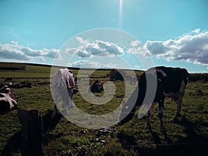 Cows eating on a landscape photo