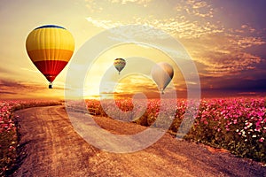 Landscape of beautiful cosmos flower field and hot air balloon on sky sunset