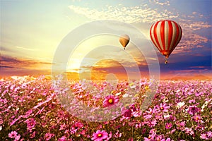 Landscape of beautiful cosmos flower field and hot air balloon on sky sunset