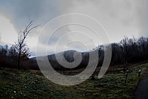 Landscape with beautiful fog in forest on hill or Trail through a mysterious winter forest with autumn leaves on the ground. Road