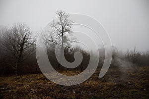 Landscape with beautiful fog in forest on hill or Trail through a mysterious winter forest with autumn leaves on the ground. Road