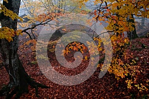 Landscape with beautiful fog in forest on hill or Trail through a mysterious winter forest with autumn leaves on the ground. Road