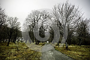 Landscape with beautiful fog in forest on hill or Trail through a mysterious winter forest with autumn leaves on the ground. Road