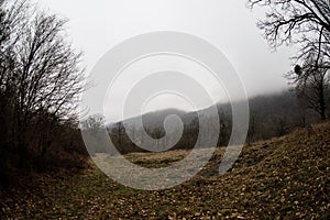 Landscape with beautiful fog in forest on hill or Trail through a mysterious winter forest with autumn leaves on the ground. Road