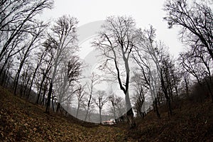 Landscape with beautiful fog in forest on hill or Trail through a mysterious winter forest with autumn leaves on the ground. Road