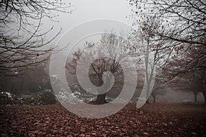 Landscape with beautiful fog in forest on hill or Trail through a mysterious winter forest with autumn leaves on the ground. Road