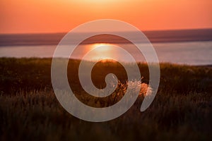 Beautiful landscape with sunset over saline lake Baskunchak and feather grass