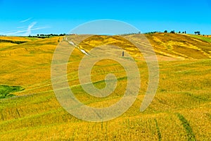 Landscape of the beautiful hilly tuscany field in summer