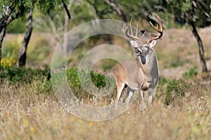 Landscape of a beautiful huge whitetail buck with chocolate rack standing on alert