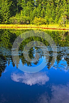 Landscape of beautiful lake and softwood forest