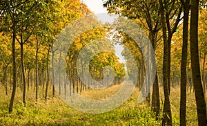 Landscape - beautiful long Perspective rubber trees forest