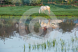 Landscape with beautiful nature in the village in the Republic of Moldova