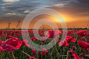 landscape with beautiful paranoramic of a sunset over a field of poppies.