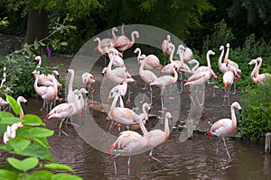 landscape of beautiful pink flamingos near lake