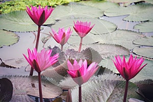 Landscape Beautiful Pink Lotus Pond Morning Image For Nature Background Copy Space.