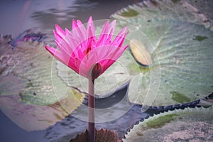 Landscape Beautiful Pink Lotus Pond Morning Image For Nature Background Copy Space.