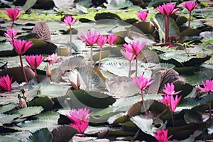 Landscape Beautiful Pink Lotus Pond Morning Image For Nature Background Copy Space.