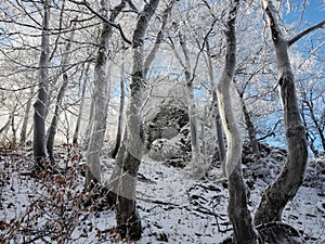 Landscape of beautiful snowy trees in Slovakia