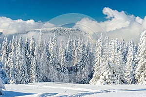 Landscape of beautiful snowy winter